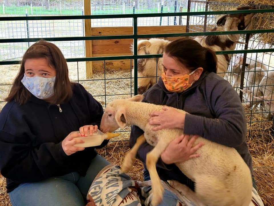 Feeding a baby lamb